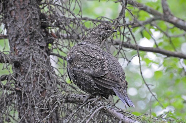 spruce-grouse-female
