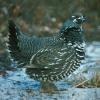 spruce-grouse-male