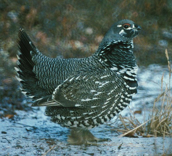 spruce-grouse-male