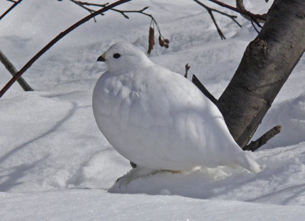 white-tailed-ptarmigan-in-winter