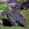 white-tailed-ptarmigan-summer