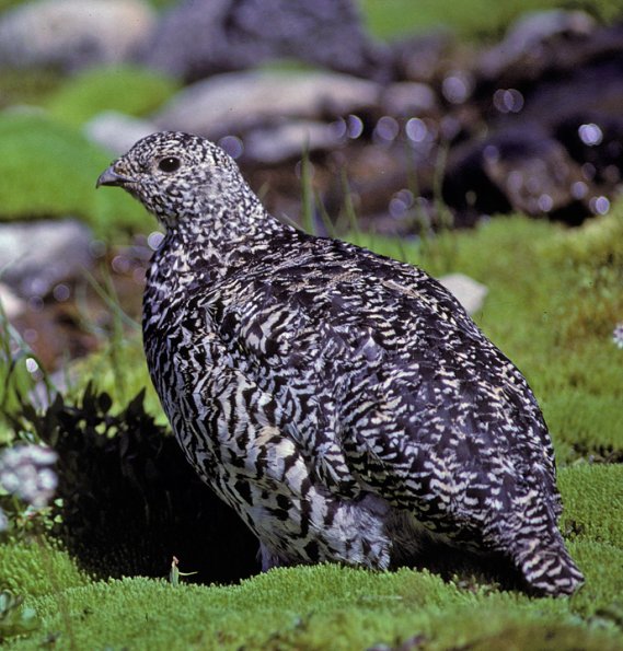 white-tailed-ptarmigan-summer