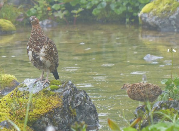 willow-ptarmigan-and-chick