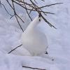 willow-ptarmigan-eating-alder-buds