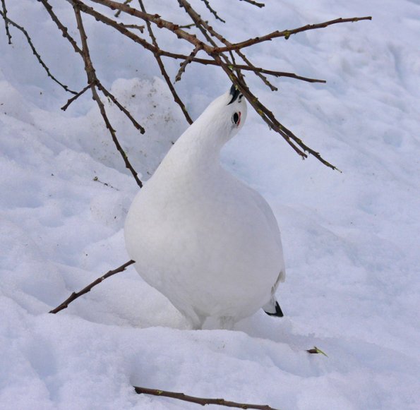 willow-ptarmigan-eating-alder-buds