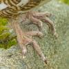 willow-ptarmigan-feet-in-summer