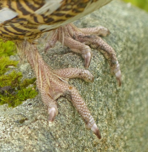 willow-ptarmigan-feet-in-summer