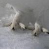 willow-ptarmigan-feet-in-winter