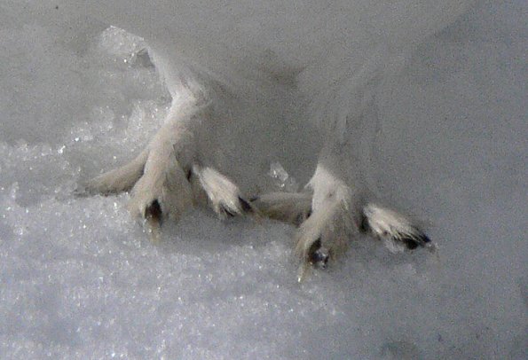 willow-ptarmigan-feet-in-winter