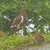 willow-ptarmigan-female-with-chick-alpine-in-the-rain