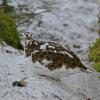 willow-ptarmigan-female