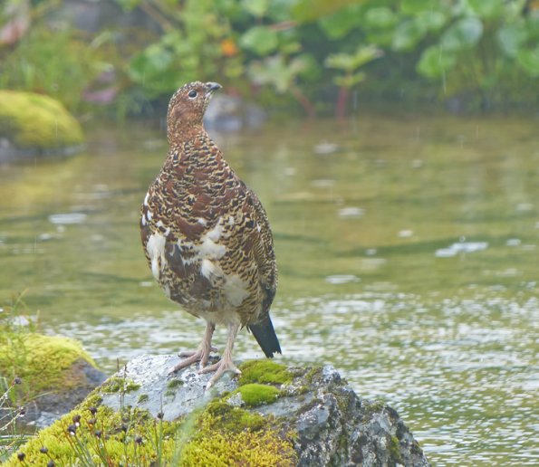 willow-ptarmigan-in-the-rain