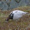 grouse-ptarmigan-family-phasianidae-