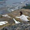 willow-ptarmigan-over-juneau-modified-2