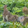 willow-ptarmigan-with-chicks