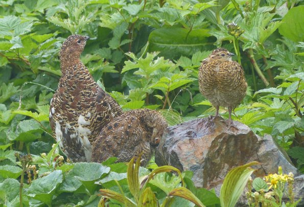 willow-ptarmigan-with-chicks