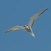aleutian-tern-adult-in-flight