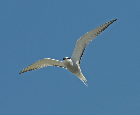 aleutian-tern-adult-in-flight