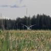 aleutian-tern-nesting-habitat-yakutat