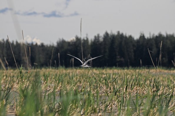 aleutian-tern-nesting-habitat-yakutat