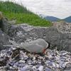 arctic-tern-adjusting-egg