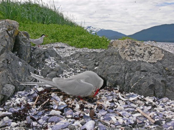 arctic-tern-adjusting-egg