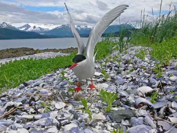 arctic-tern-and-egg