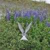 arctic-tern-and-lupine