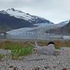 arctic-tern-at-mendenhall-glacier
