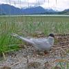 arctic-tern-at-nest-mendenhall-wetlands-juneau-alaska