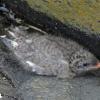 arctic-tern-chick-attempting-to-hide