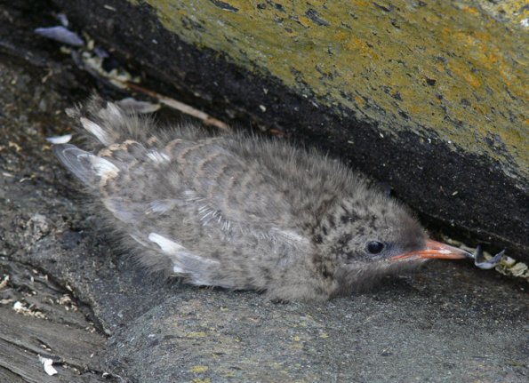 arctic-tern-chick-attempting-to-hide
