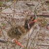 arctic-tern-chick-with-fish