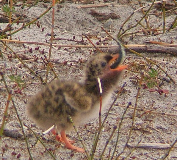 arctic-tern-chick-with-fish