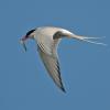 arctic-tern-in-flight-with-fish-2