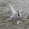 arctic-tern-interaction-1