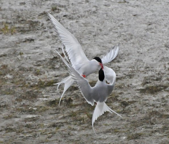 arctic-tern-interaction-1