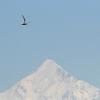 arctic-tern-pacific-sand-lance-mt.-saint-elias