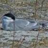 arctic-tern-snoozing-while-incubating-may-20