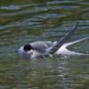 arctic-tern-taking-a-bath-may-20