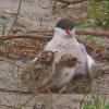 arctic-tern-with-3-chicks