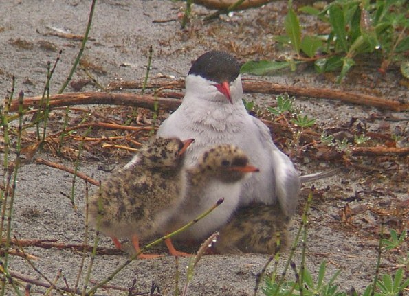 arctic-tern-with-3-chicks