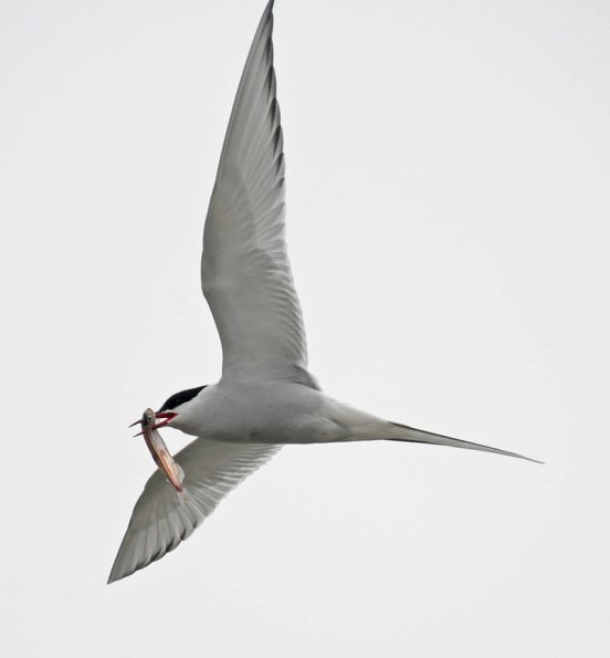 arctic-tern-with-capelin