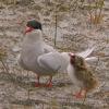 arctic-tern-with-chick