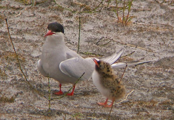 arctic-tern-with-chick