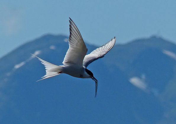 arctic-tern-with-fish-1
