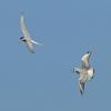 arctic-tern-with-fish-being-chased-by-bonaparte-s-gull