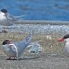 arctic-tern-with-fish
