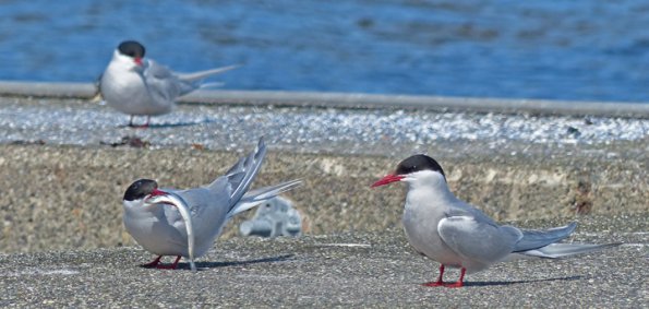 arctic-tern-with-fish