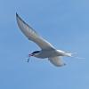 arctic-tern-with-pacific-herring